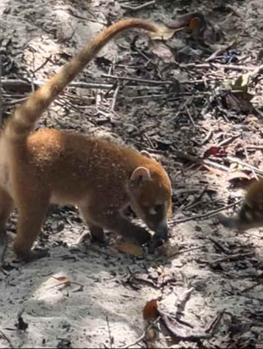 Gartenanlage Iberostar Selection Paraiso Maya Suites