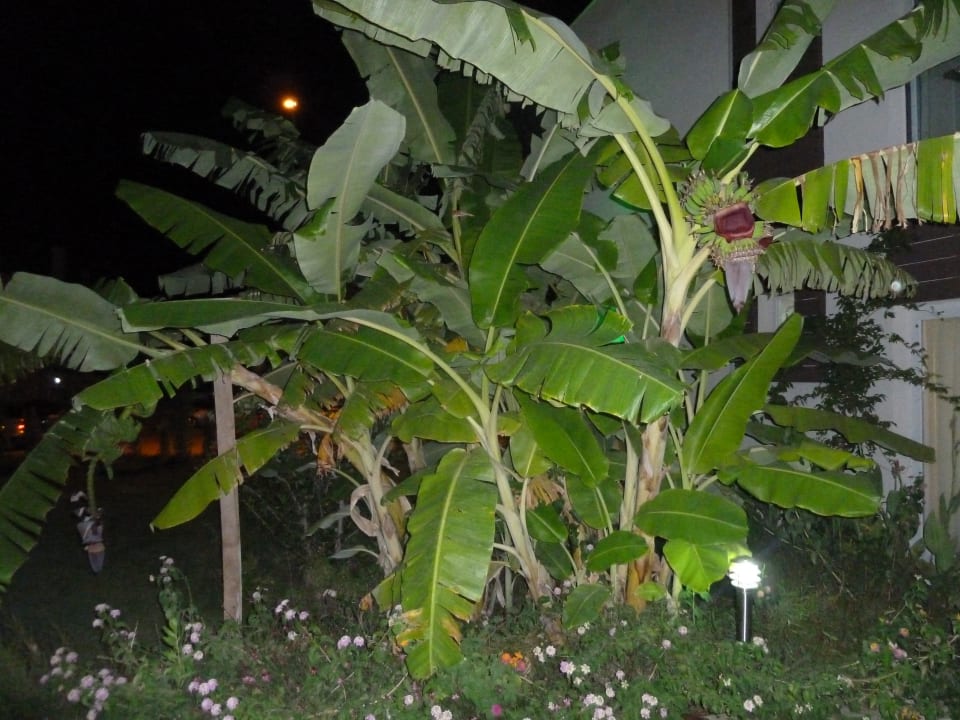 Зеленая территория Hotel Odyssey Residence