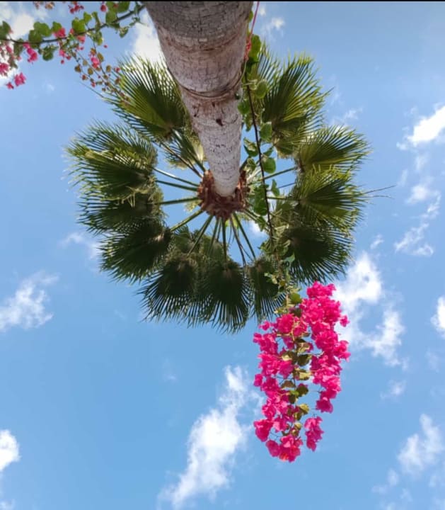 Gartenanlage Arum Barut Collection
