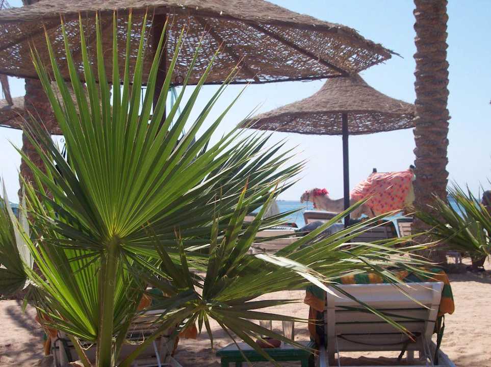 Oscar ist nicht nur für Kinder ein Muß Giftun Azur Resort