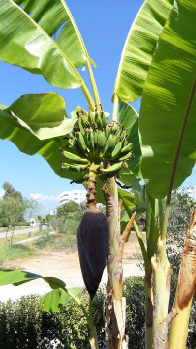Bananenblüte Hotel Orfeus Park