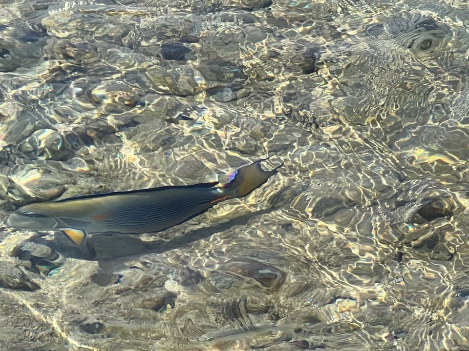 Strand Serenity Alpha Beach