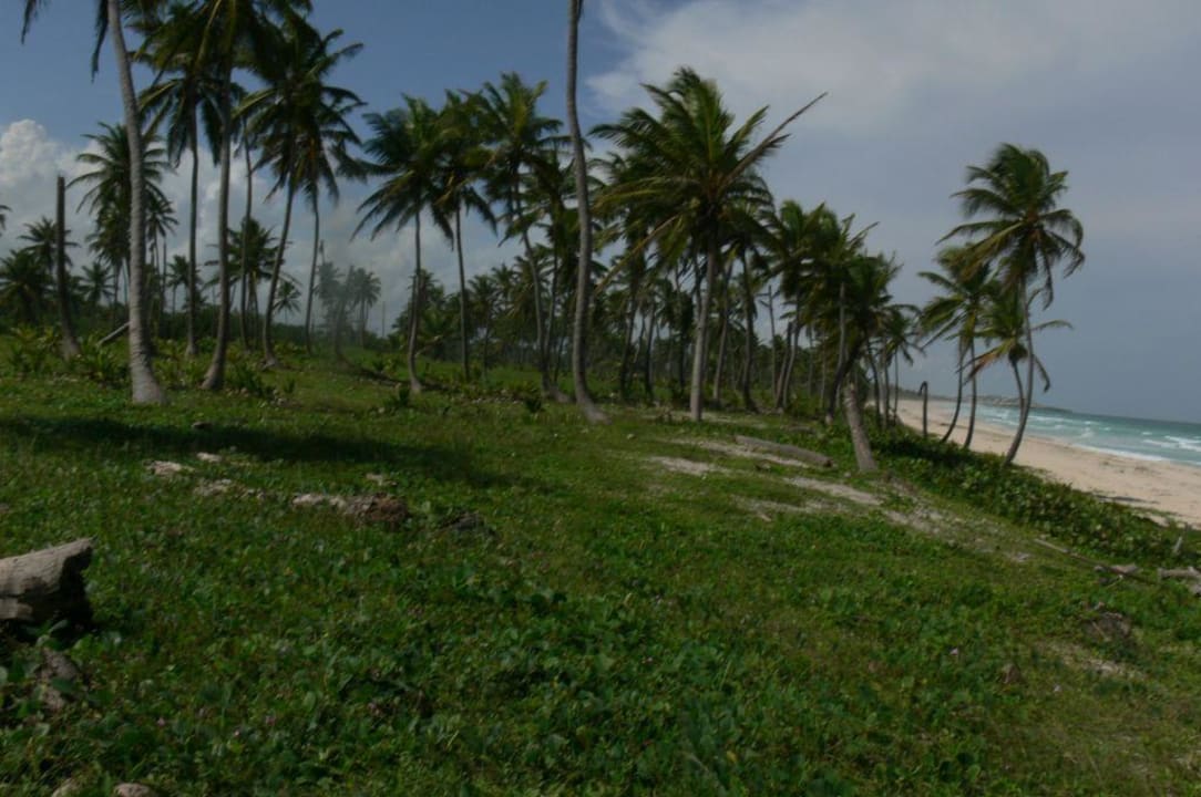 Punta cana - dominikana Occidental Caribe