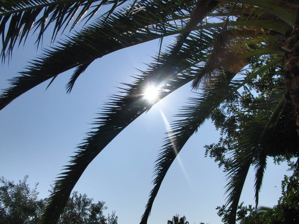 Sunny day Arum Barut Collection