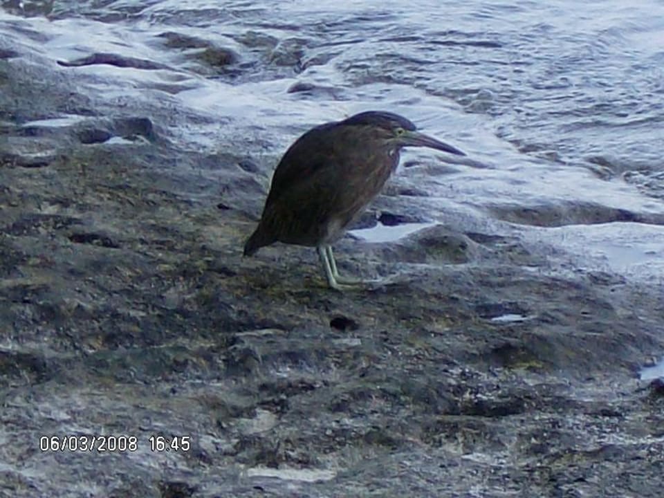 Vogel Summer Island Maldives