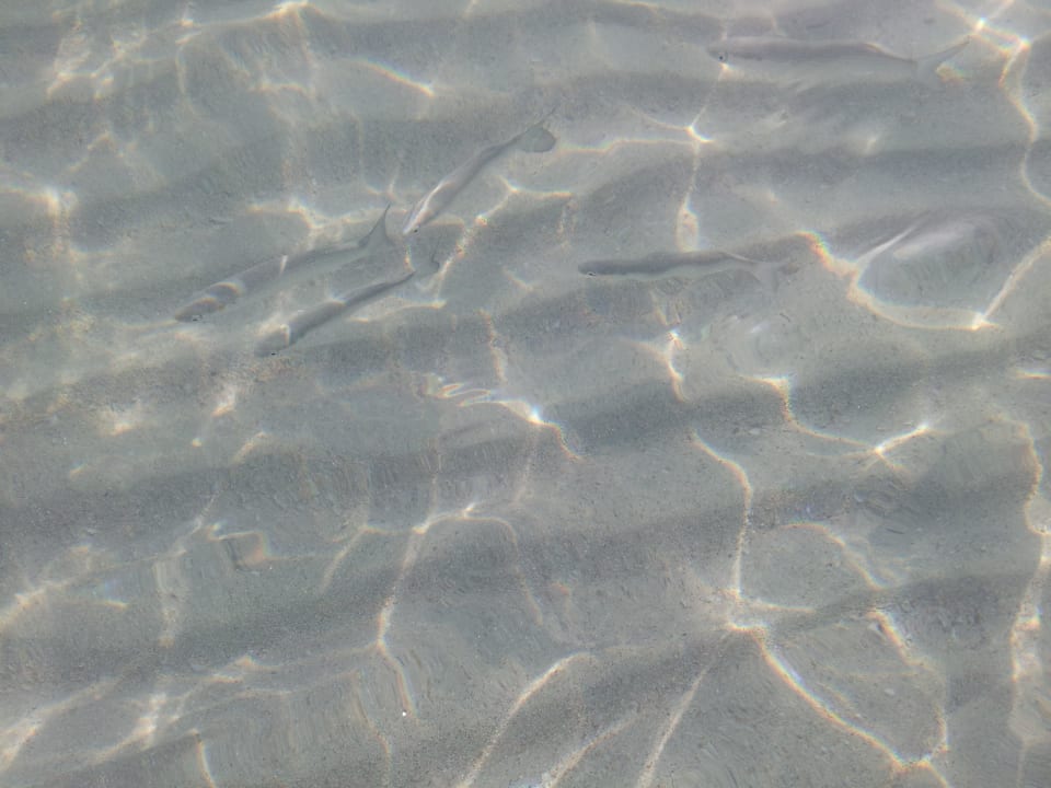 Kristallklares Wasser, ein Traum! Aparthotel Ivory Playa