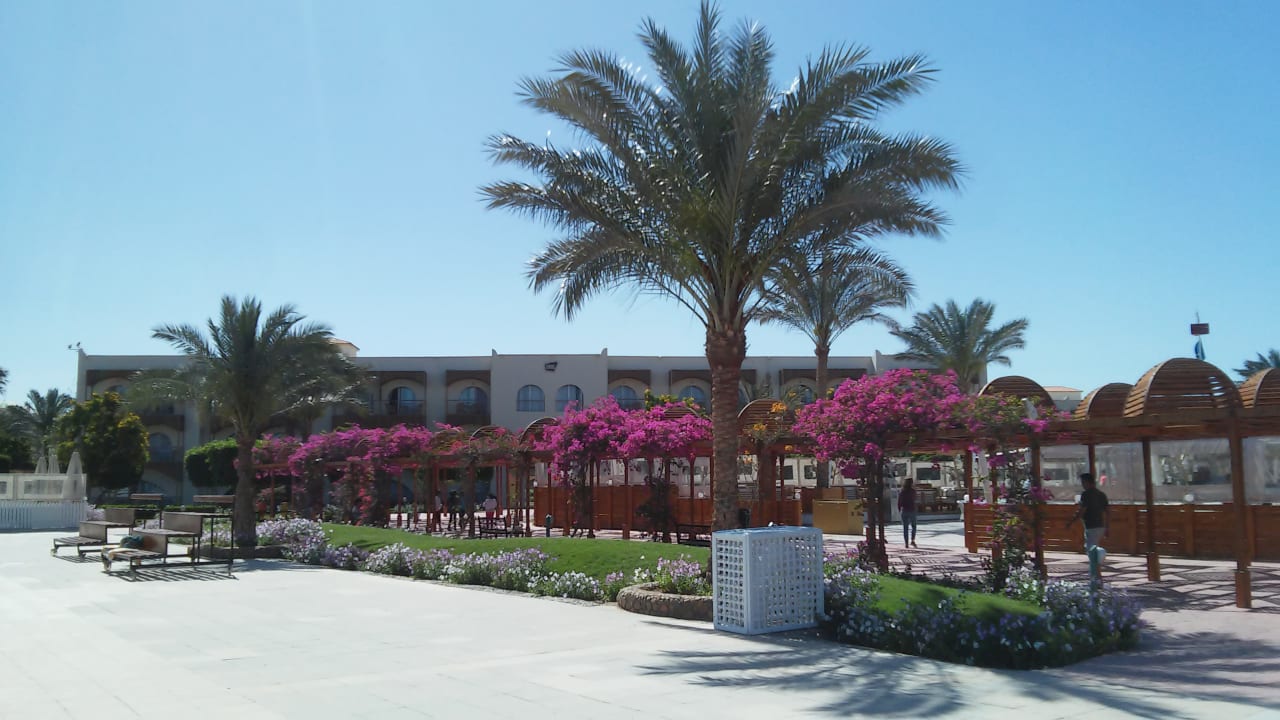 Gartenanlage Desert Rose