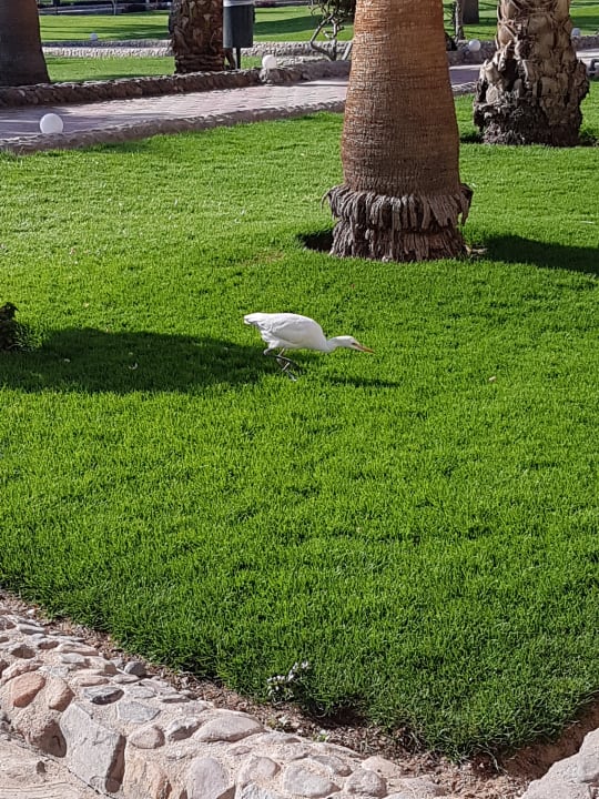 Sonstiges Three Corners Sea Beach Resort