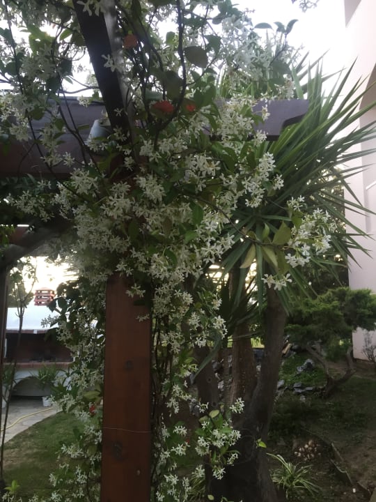 Gartenanlage Hotel Diamond Palace