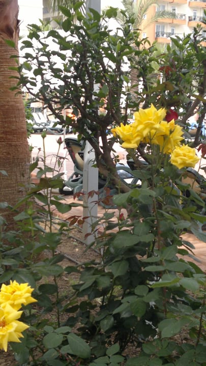 Kwiaty My Home Resort