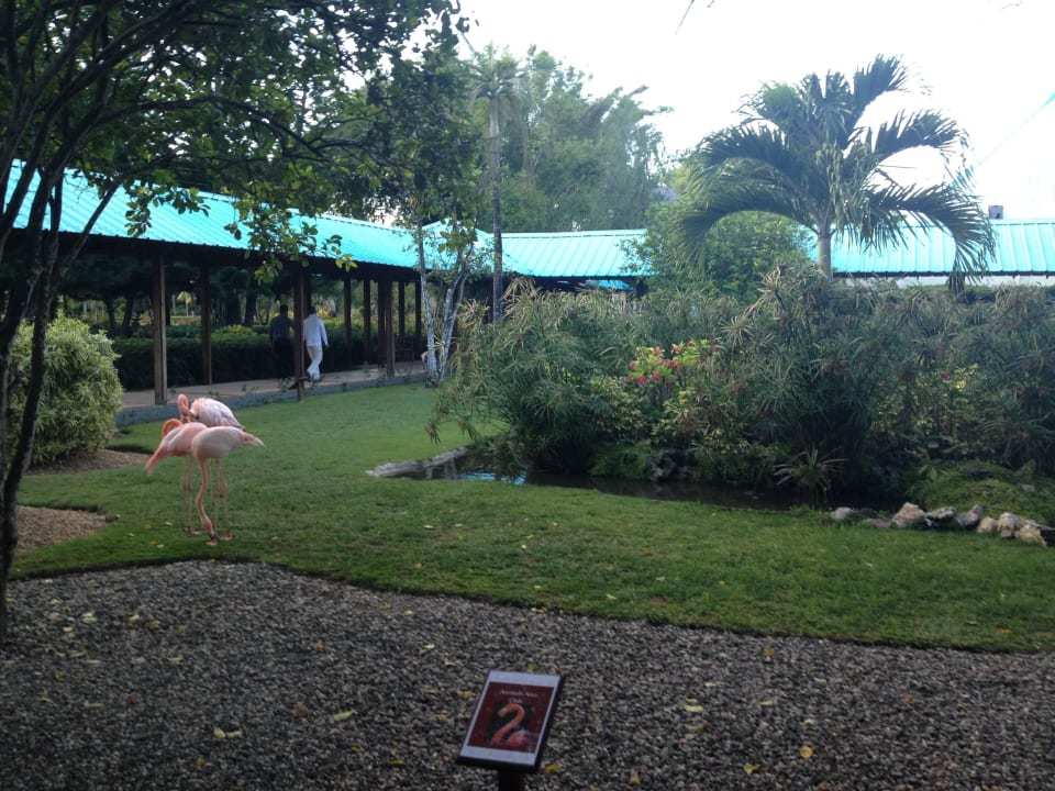 Flamingos Dreams La Romana Resort & Spa