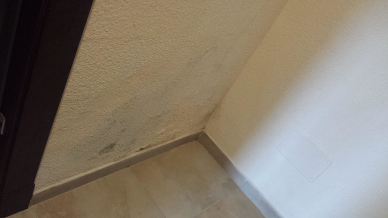 Schimmel  Hotel Condesa