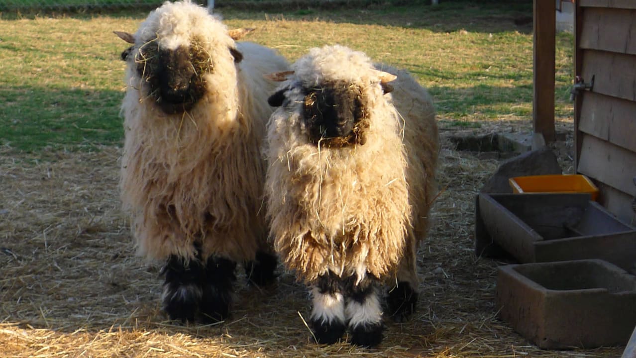 Unsere Walliser Schwarznasen Ferienhof Grieshof