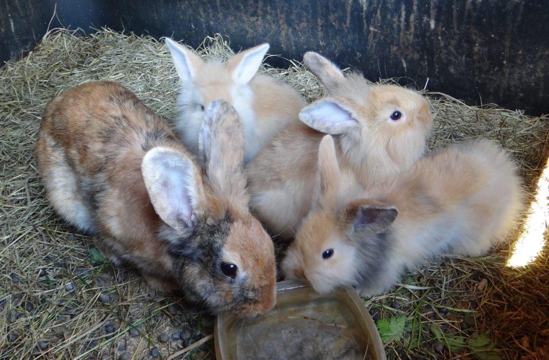 Hasen Bio - & Kinderbauernhof Fritzer