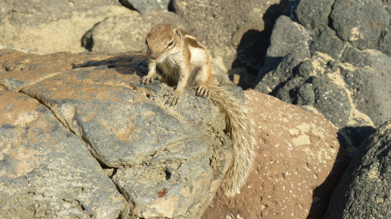Steifenhörnchen am Strand Fuerteventura Princess