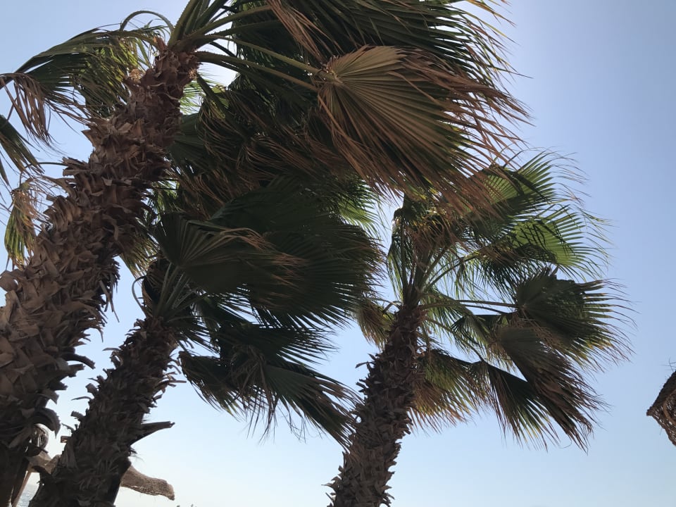 Strand Pickalbatros Citadel Resort