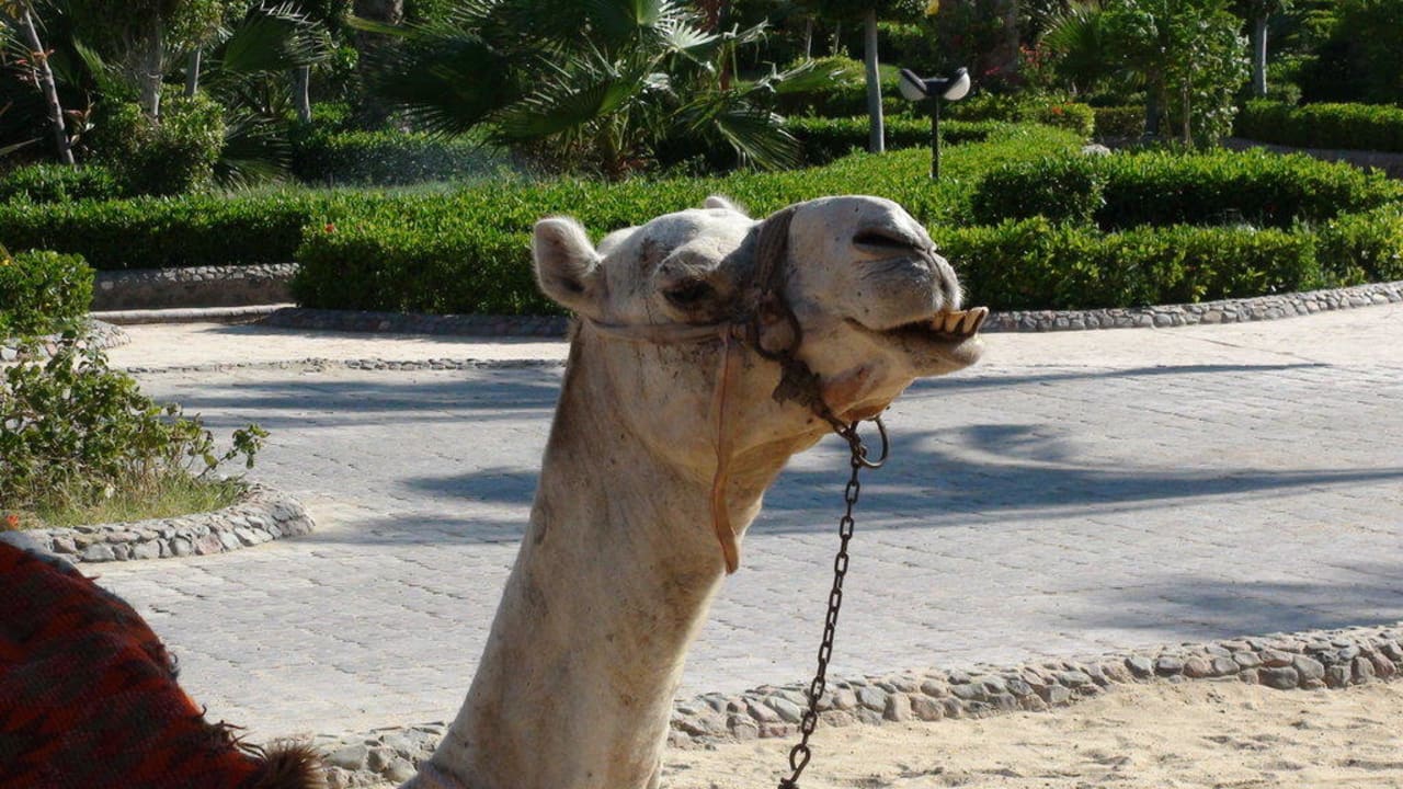 Frech wie Oskar Riviera Aqua Park Resort