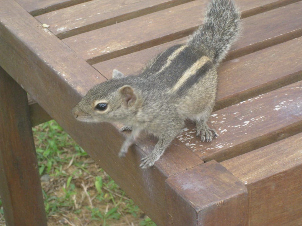 Zutrauliche Streifenhörnchen Mermaid Hotel & Club