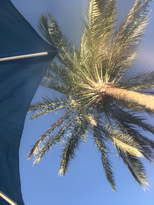 Gartenanlage Desert Rose