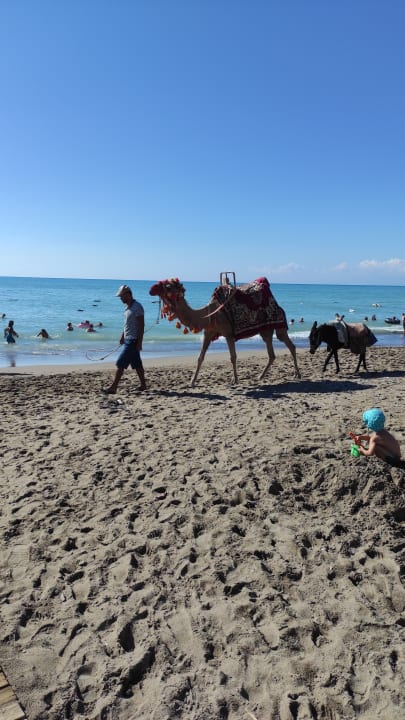 Strand Crystal Family Comfort Collection