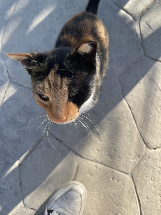 Sonstiges Hotel Kouros Palace