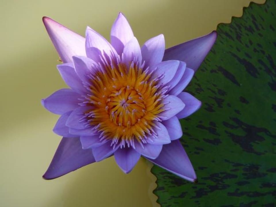 Seerose Hotel Le Charme Sukhothai Resort