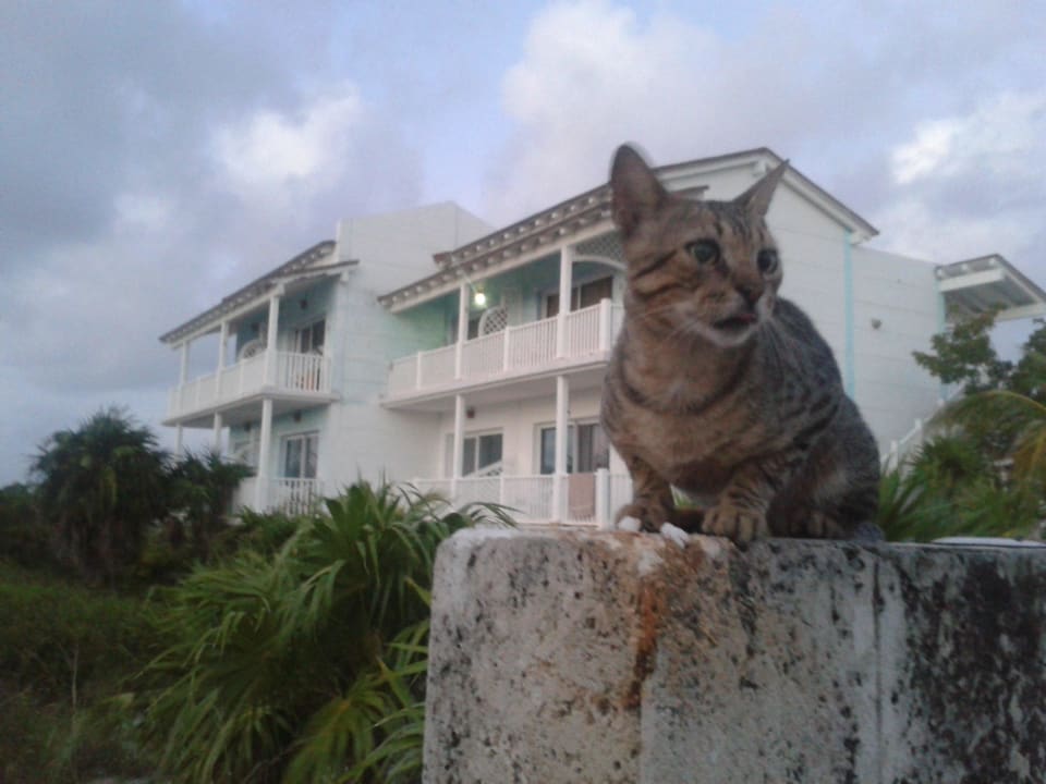 Doppelhaus mit einer der dutzend Katzen Hotel Cayo Largo del Sol