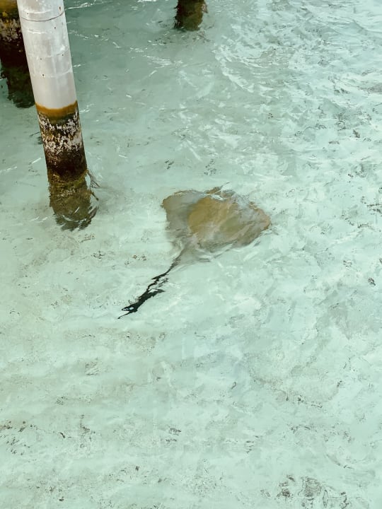 Strand Hard Rock Hotel Maldives