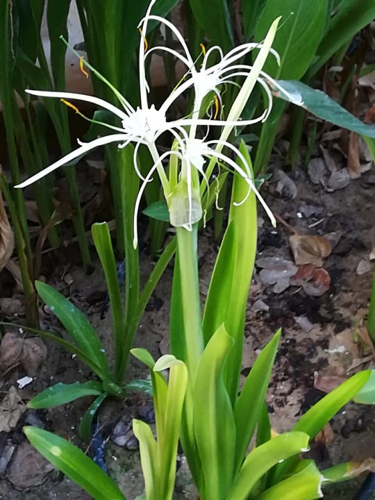 Gartenanlage Anantara The Palm Dubai Resort