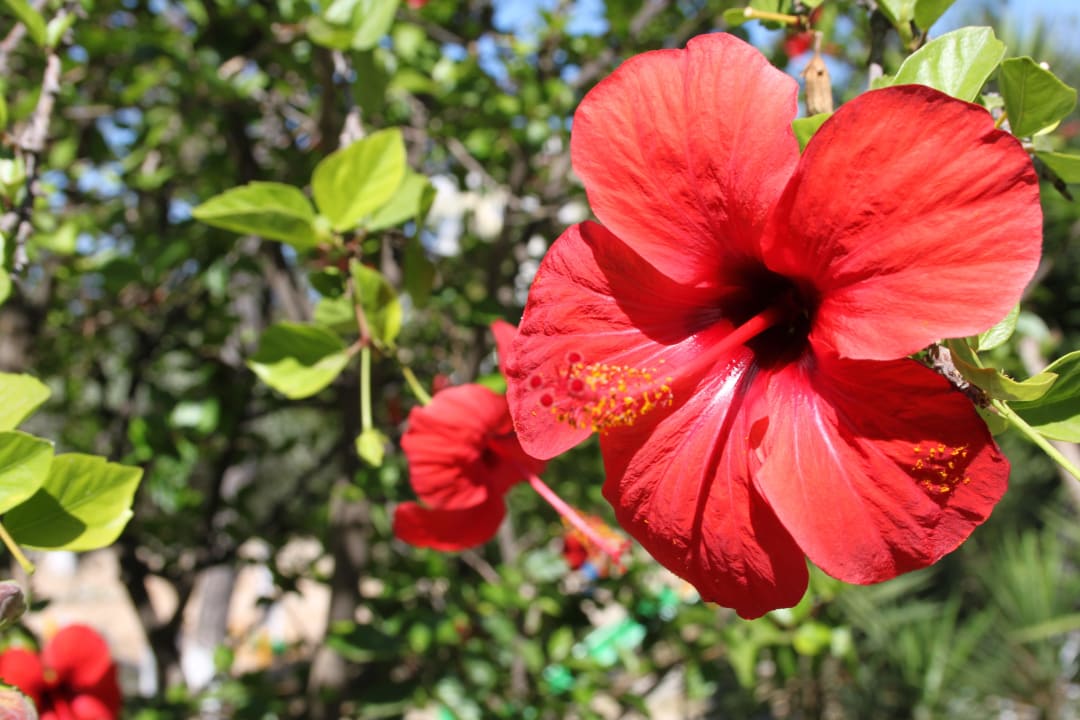 Überall blühender Hibiskus Hotel Kalithea Mare Palace