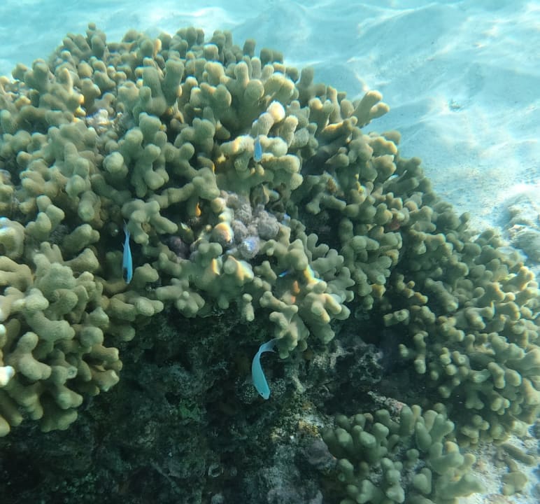 Sport & Freizeit Hotel Riu Palace Maldivas