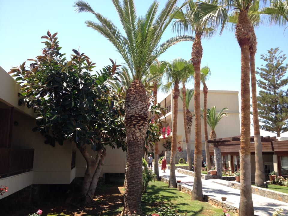 Gartenanlage allsun Hotel Malia Beach