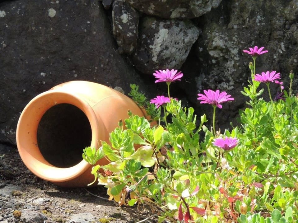 Detail im Garten  Hotel Aldeia da Cuada