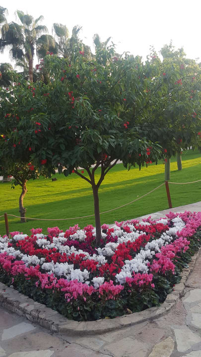 Gartenanlage Arum Barut Collection