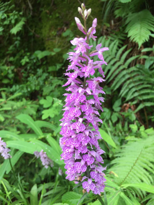 Außenansicht Hotel Wiesenhof Garden Resort