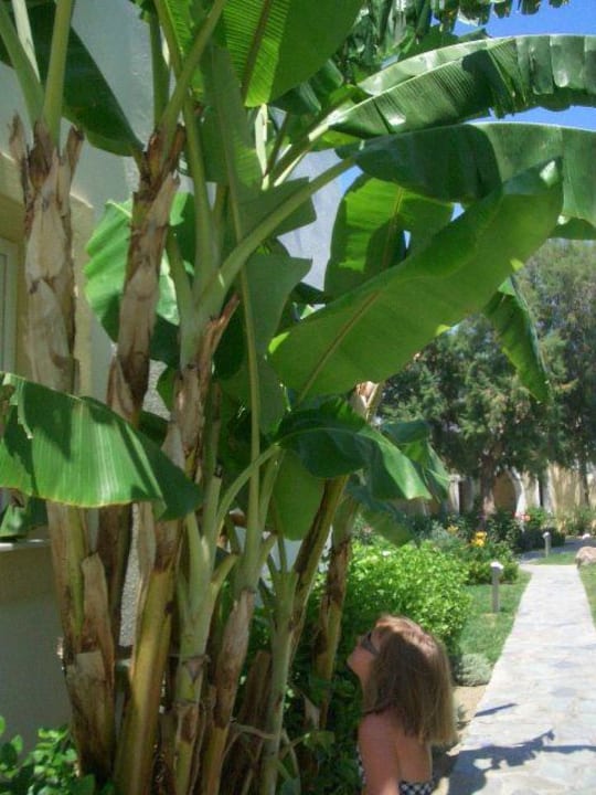 Blühende Pracht Neptune Luxury Resort