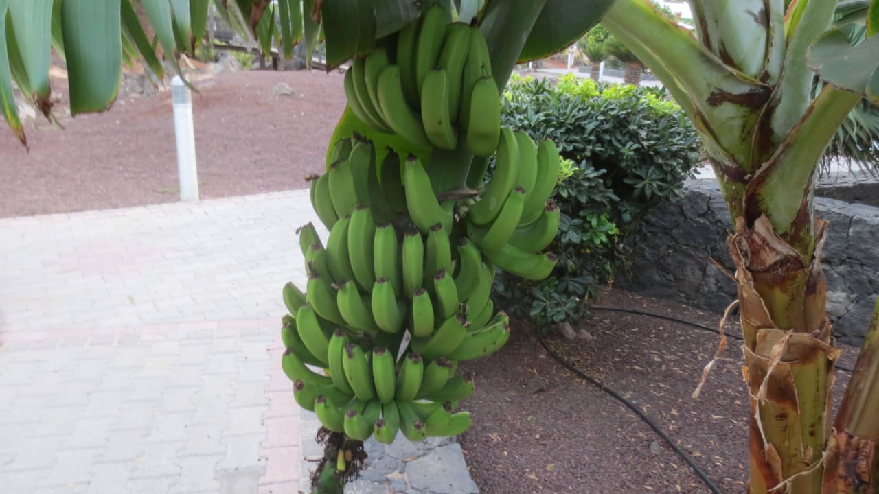Bananenstrauch Hotel Las Marismas de Corralejo