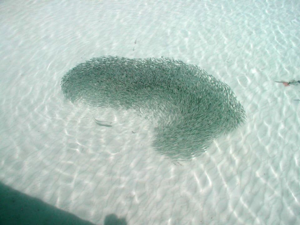 Fische Kuramathi Maldives