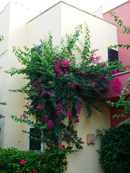 Gartenanlage Grupotel Playa Club