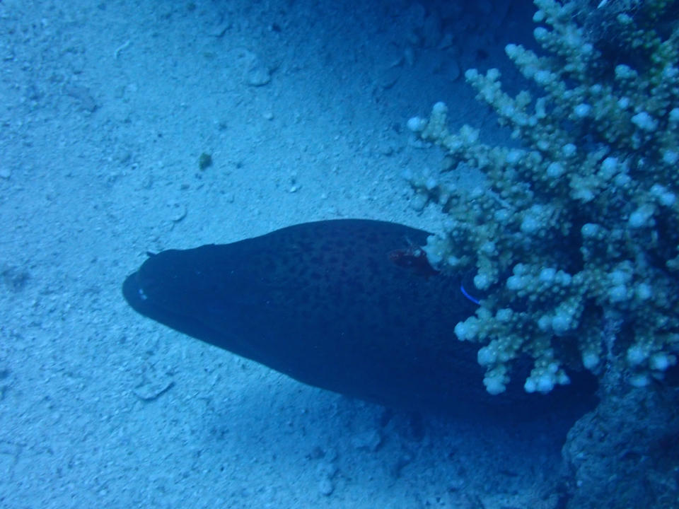 Sport & Freizeit Beach Safari Nubian Resort