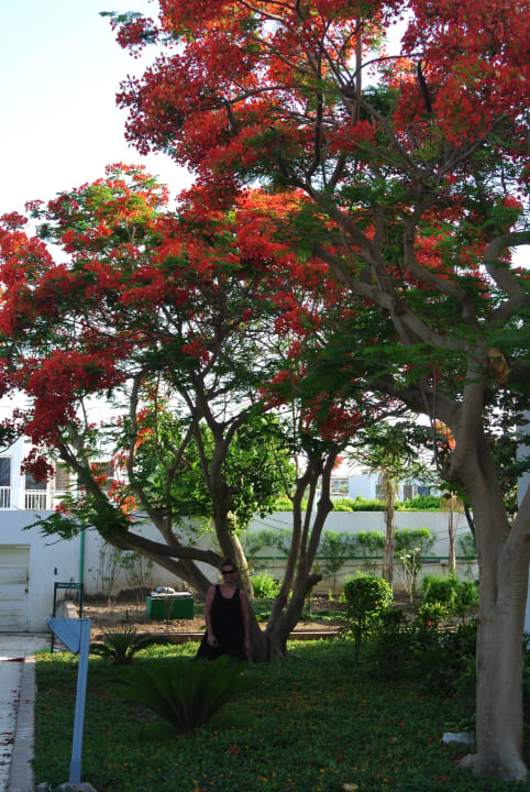 Красивые деревья Ghazala Beach
