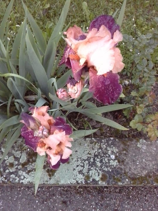 Blumen am Rande der Dorfstraße Hotel L'Ecrin des Saveurs