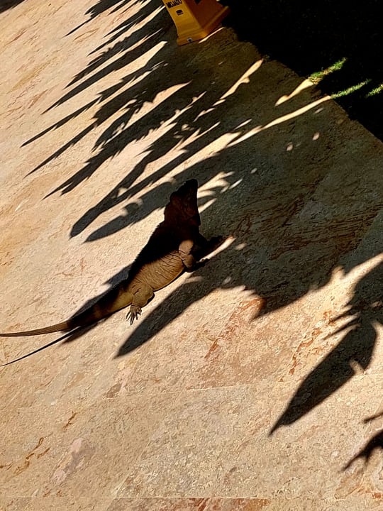 Sonstiges Hotel Viva Dominicus Beach by Wyndham - All Inclusive Resort