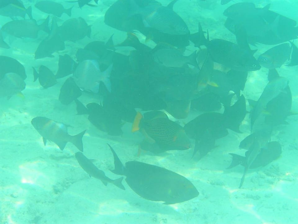 Kampf um die Überreste Summer Island Maldives