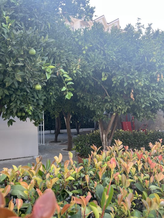 Gartenanlage Seher Kumköy Star Resort & Spa