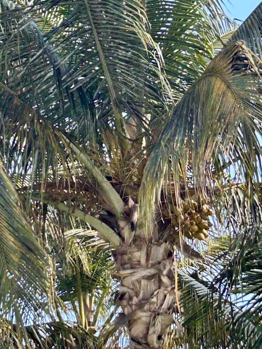 Gartenanlage R2 Romantic Fantasia Suites - Adults only