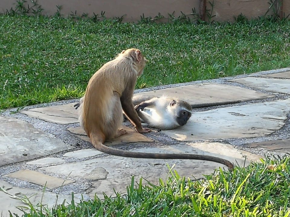 Gartenanlage Neptune Paradise Beach Resort & Spa