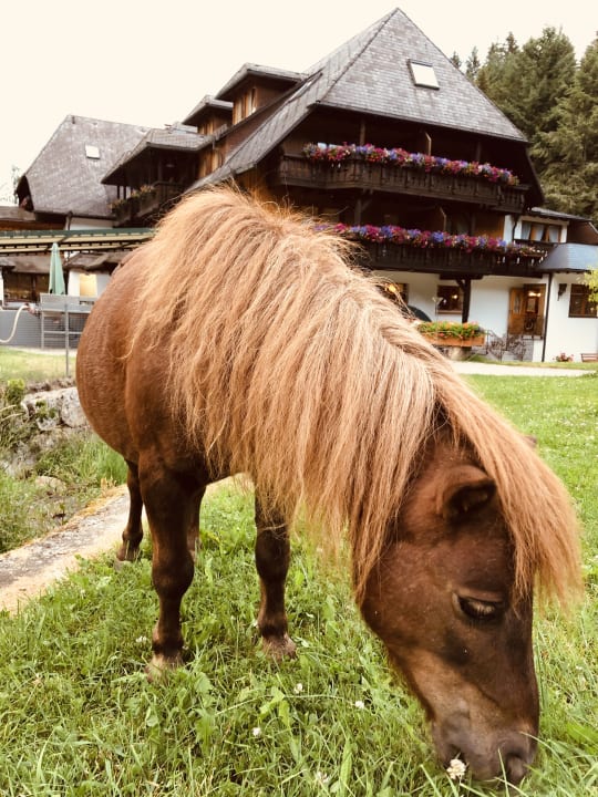 Außenansicht Hotel Tannenmühle