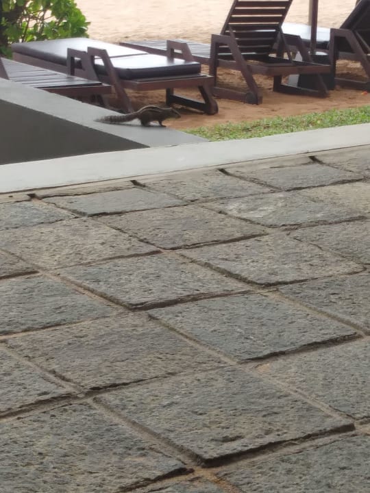 Gartenanlage Pandanus Beach Resort & Spa