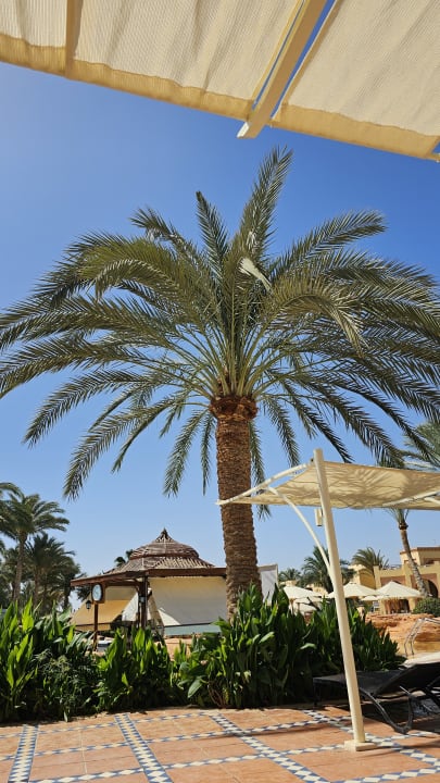 Gartenanlage Steigenberger Coraya Beach - Adults only